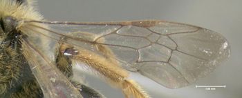 Media type: image;   Entomology 609514 Aspect: front wing